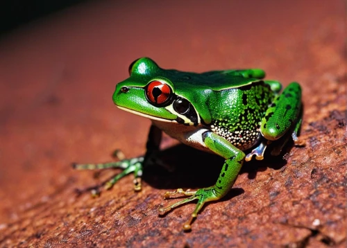 green frog,coral finger tree frog,litoria fallax,pacific treefrog,red-eyed tree frog,barking tree frog,litoria caerulea,squirrel tree frog,tree frog,running frog,wallace's flying frog,eastern dwarf tree frog,frog background,narrow-mouthed frog,woman frog,tree frogs,frog,shrub frog,eastern sedge frog,common frog,Photography,Fashion Photography,Fashion Photography 19