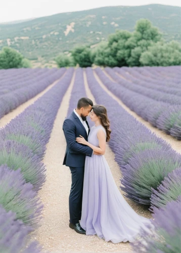 lavender fields,lavender field,vintage lavender background,the lavender flower,lavander,lavendar,lavender cultivation,valensole,lavenders,lavender,lavender flowers,lavandula,lavender bunch,purple landscape,lavander products,la violetta,purple pageantry winds,lavender flower,egyptian lavender,english lavender,Photography,Fashion Photography,Fashion Photography 05