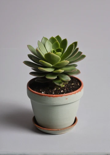 androsace rattling pot,succulent in dark red pot,succulent plant,echeveria topsy turvy,echeveria,potted plant,prop,pachyphytum,garden pot,plant pot,plants in pots,monocotyledon,terracotta flower pot,pot plant,indoor plant,money plant,two-handled clay pot,mixed cup plant,potted,product photos,Photography,Black and white photography,Black and White Photography 03