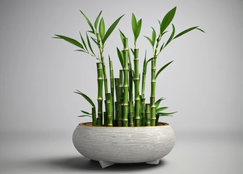 sweet grass plant,sansevieria,ikebana,plant pot,potted plant,androsace rattling pot,bamboo plants,citronella,potted palm,garden pot,pot plant,wooden flower pot,houseplant,flowerpot,money plant,flower vase,container plant,lucky bamboo,vase,lemongrass,Photography,Fashion Photography,Fashion Photography 11