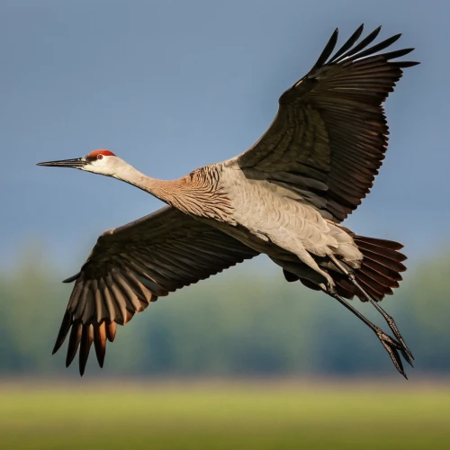 sandhill crane,white-naped crane,crane bird flying,rattle stork,crane-like bird,grey neck king crane,platycercus,black-billed stork,white stork,greylag goose,cranes from eberswalde,bird in flight,marabou stork,fujian white crane,migratory bird,demoiselle crane,crane,stork,black stork,in flight,Art,Classical Oil Painting,Classical Oil Painting 25