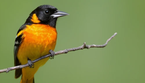 baltimore oriole,black headed grosbeak,cuban oriole,old world oriole,oriole,flame robin,american redstart,yellow breasted chat,male finch,evening grosbeak,grosbeak,bull finch,american robin,yellow robin,saffron bunting,blackburnian warbler,daurian redstart,redstart,varied thrush,cape weaver,Illustration,Paper based,Paper Based 08