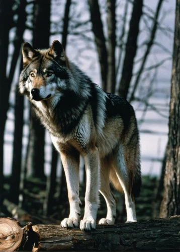 european wolf,saarloos wolfdog,gray wolf,wolfdog,canidae,czechoslovakian wolfdog,red wolf,howling wolf,northern inuit dog,canis lupus,canis lupus tundrarum,tamaskan dog,sakhalin husky,carpathian shepherd dog,malamute,wolf,kunming wolfdog,west siberian laika,wolf hunting,native american indian dog,Photography,Black and white photography,Black and White Photography 14