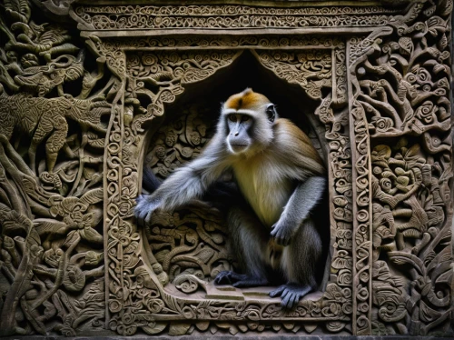 langur,ring-tailed,gibbon,macaque,saguinus oedipus,long tailed macaque,crab-eating macaque,sifaka,rhesus macaque,white-fronted capuchin,primate,gibbon 5,patung garuda,tufted capuchin,siamang,capuchin,kathmandu,colobus,japan macaque,japanese macaque,Illustration,Realistic Fantasy,Realistic Fantasy 29