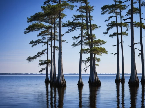 loblolly pine,south carolina,mobile bay,palmetto coasts,georgia pine,row of trees,sea pines,pine forest,st johns river,cypress,pine trees,singleleaf pine,alligator lake,united states national park,saw palmetto,alabama jacks,lake monroe,bayou la batre,mississippi,alabama,Illustration,Paper based,Paper Based 15