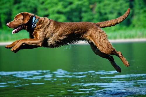 chesapeake bay retriever,redbone coonhound,hunting dog,polish hunting dog,american water spaniel,bavarian mountain hound,bluetick coonhound,airedale terrier,coonhound,german shorthaired pointer,mudhol hound,plott hound,wirehaired vizsla,wirehaired pointing griffon,welsh springer spaniel,flat-coated retriever,english coonhound,piasecki hup retriever,german wirehaired pointer,flying dog,Illustration,Japanese style,Japanese Style 12