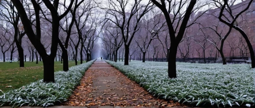 snowdrops,tree lined path,tree-lined avenue,snow crocus,snowdrop,tree lined lane,winter forest,hoarfrost,row of trees,forest path,fragrant snow sea,tree grove,crocuss,crocuses,tulip white,ground frost,white tulips,fairytale forest,snow trees,enchanted forest,Art,Classical Oil Painting,Classical Oil Painting 34