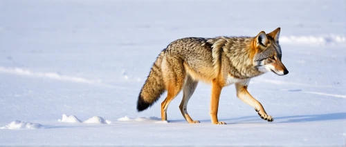 czechoslovakian wolfdog,south american gray fox,european wolf,canis lupus,red wolf,canidae,vulpes vulpes,canis lupus tundrarum,saarloos wolfdog,coyote,greenland dog,northern inuit dog,patagonian fox,wolfdog,sakhalin husky,gray wolf,black tailed,dhole,white-tailed deer,west siberian laika,Conceptual Art,Daily,Daily 02