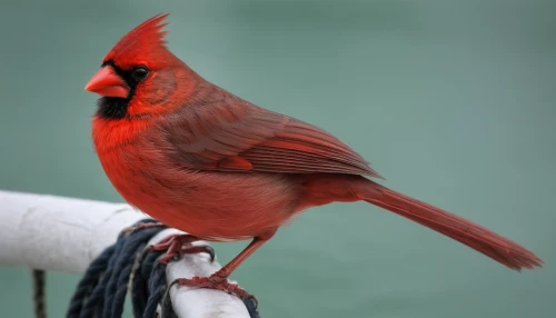 northern cardinal,male northern cardinal,red cardinal,red beak,cardinals,cardinal,red feeder,red finch,cardinal points,cardinalidae,red avadavat,red bird,crimson finch,male finch,red headed finch,red bunting,light red macaw,carduelis,java finch,red-cheeked,Illustration,Realistic Fantasy,Realistic Fantasy 19