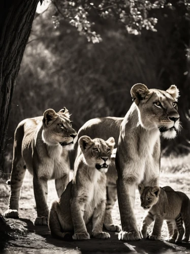 white lion family,lionesses,lion children,lion father,lion with cub,photo shoot with a lion cub,family outing,lions,male lions,harmonious family,lion king,families,king of the jungle,cheetah and cubs,motherhood,lions couple,big cats,lion cub,circle of life,the lion king,Photography,Black and white photography,Black and White Photography 08