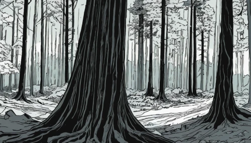 old-growth forest,forests,the forests,pine forest,cartoon forest,swampy landscape,the forest,row of trees,forest,winter forest,grove of trees,pine trees,spruce forest,tree grove,coniferous forest,beech trees,deciduous forest,fir forest,forest glade,trees,Illustration,Black and White,Black and White 12