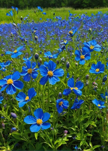 blue flax,blue daisies,perennial flax,dayflower family,blue flowers,flowers field,field flowers,flowers of the field,wildflowers,field of flowers,blue petals,dayflower,alpine forget-me-not,wild flax,forget-me-nots,meadow flowers,early summer flowers,cosmos field,blanket of flowers,cornflower field,Art,Classical Oil Painting,Classical Oil Painting 11
