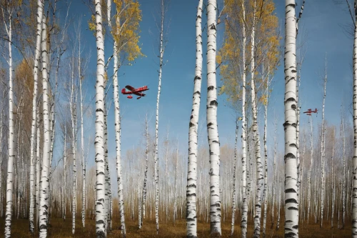 birch forest,birch trees,american aspen,birch tree,birch tree background,sweet birch,birch,canoe birch,aspen,birch alley,red arrow,xinjiang,birch tree illustration,trees with stitching,air racing,buffalo plaid trees,skiers,in xinjiang,poplar tree,tandem flight,Photography,Documentary Photography,Documentary Photography 04