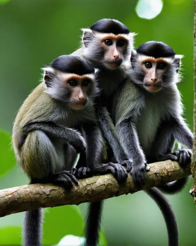 monkey family,primates,white-fronted capuchin,three monkeys,white-headed capuchin,guenon,colobus,cercopithecus neglectus,monkeys band,long tailed macaque,tufted capuchin,monkeys,three wise monkeys,langur,squirrel monkey,ring-tailed,marmoset,de brazza's monkey,baboons,monkey gang,Illustration,American Style,American Style 08