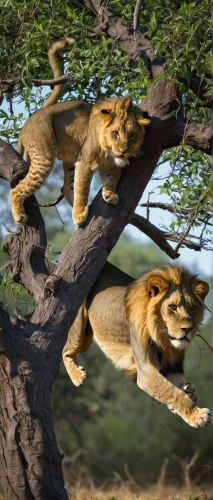 male lions,lions,lionesses,lion children,lions couple,king of the jungle,two lion,african lion,animals hunting,cats in tree,lion king,forest king lion,climbing slippery pole,panthera leo,lion father,serengeti,leap of faith,he is climbing up a tree,lion with cub,treetop,Illustration,Paper based,Paper Based 08