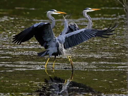 herons,common heron,cow heron,danube delta,great heron,spoon heron,gray heron,pacific heron,white necked heron,great blue heron,egretta novaehollandiae,white-faced heron,grey heron,the danube delta,pied heron,small wading birds,heron,wading bird,courtship,water birds,Illustration,Black and White,Black and White 26