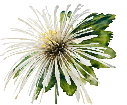 flannel flower,white passion flower,flowers png,sea aster,argyranthemum frutescens,wild chrysanthemum,the white chrysanthemum,celestial chrysanthemum,leucanthemum,korean chrysanthemum,crepis paludosa,white chrysanthemum,chrysanthemum cherry,marguerite daisy,chrysanthemum grandiflorum,cape marguerites,mayweed,chrysanthemum coronarium,tatarian aster,cape marguerite