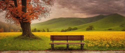 park bench,outdoor bench,yellow rose on red bench,chair in field,bench,red bench,wooden bench,man on a bench,benches,bench chair,garden bench,landscape background,meadow landscape,autumn background,sit and wait,autumn idyll,yellow grass,stone bench,background view nature,autumn landscape,Photography,Documentary Photography,Documentary Photography 32