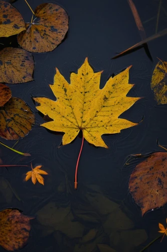 yellow maple leaf,yellow leaf,red maple leaf,golden leaf,maple leaf,autumn leaf,fall leaf,leaf background,maple leave,fallen leaf,water lily leaf,leaf maple,maple foliage,fallen leaves,water-leaf family,gold leaves,fallen oak leaf,brown leaf,yellow leaves,lotus leaf,Photography,Documentary Photography,Documentary Photography 24