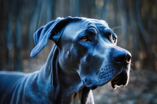 fila brasileiro,great dane,neapolitan mastiff,spanish mastiff,weimaraner,blue lacy,american mastiff,english mastiff,cane corso,giant dog breed,perro de presa canario,mudhol hound,mastiff,estonian hound,hanover hound,dog pure-breed,doberman,bloodhound,louisiana catahoula leopard dog,boerboel,Photography,Artistic Photography,Artistic Photography 04