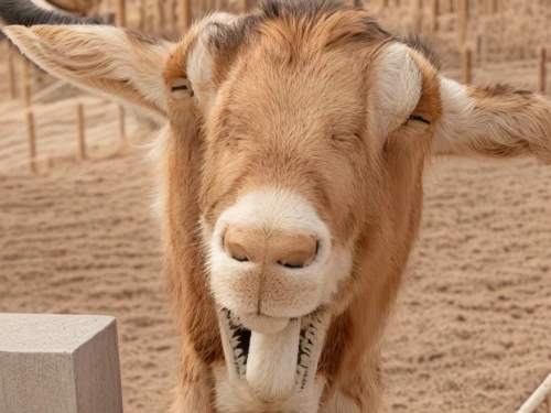 arabian camel,przewalski's horse,male camel,anglo-nubian goat,half donkey,suckling foal,dromedary,palomino,przewalski,bactrian camel,portrait animal horse,foal,camel,australian pony,donkey,gnu,dromedaries,hump,straw animal,electric donkey,Common,Common,None