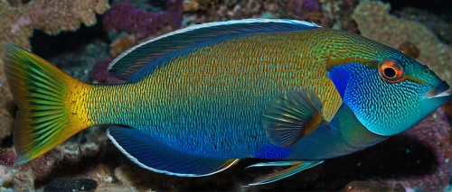 triggerfish-clown,imperator angelfish,mandarinfish,discus fish,parrotfish,pallet surgeonfish,triggerfish,discus,coral reef fish,golden angelfish,fairy wrasse,lemon surgeonfish,wrasse,blue angel fish,blue stripe fish,mandarin fish,trigger fish,wrasses,coral fish,angelfish,Photography,Artistic Photography,Artistic Photography 03