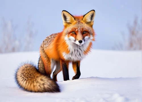 red fox,redfox,garden-fox tail,cute fox,a fox,vulpes vulpes,adorable fox,fox,south american gray fox,christmas fox,fox hunting,fox stacked animals,little fox,child fox,patagonian fox,swift fox,foxes,winter animals,firefox,grey fox,Illustration,Realistic Fantasy,Realistic Fantasy 05