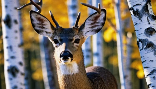 white-tailed deer,male deer,mule deer,fallow deer,whitetail,european deer,roe deer,pere davids male deer,whitetail buck,sika deer,winter deer,fallow deer group,red deer,young-deer,dotted deer,young deer,deer,deers,spotted deer,deer-with-fawn,Photography,Black and white photography,Black and White Photography 06