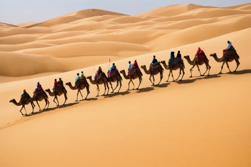 camel train,camel caravan,camels,admer dune,dromedaries,arabian camel,the gobi desert,camelride,xinjiang,nomadic people,merzouga,libyan desert,arabian horses,gobi desert,shadow camel,sahara desert,sand road,desert safari dubai,desert racing,dromedary,Illustration,Vector,Vector 14