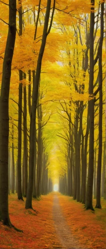 golden trumpet trees,autumn forest,germany forest,tree lined path,deciduous forest,autumn scenery,tree lined lane,golden autumn,beech trees,autumn background,autumn trees,tree-lined avenue,autumn landscape,light of autumn,beech forest,forest road,maple road,tree lined,autumn gold,forest path,Art,Classical Oil Painting,Classical Oil Painting 20