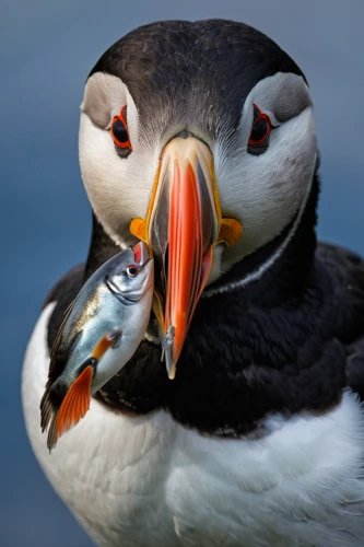 atlantic puffin,puffins,puffin,open beak,mother and infant,penguin couple,gentoo,galliformes,sharp beak,orange beak,in the mother's plumage,gentoo penguin,antarctic bird,chinstrap penguin,mandarin ducks,beak,mother kiss,grooming,mother and baby,seabirds,Conceptual Art,Fantasy,Fantasy 07