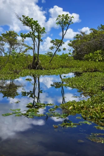 eastern mangroves,tidal marsh,the roots of the mangrove trees,mangroves,freshwater marsh,everglades np,everglades,aquatic plants,green trees with water,tropical and subtropical coniferous forests,aquatic plant,wetlands,wetland,salt marsh,backwaters,floating island,swampy landscape,roraima,herman national park,floating islands,Art,Artistic Painting,Artistic Painting 31