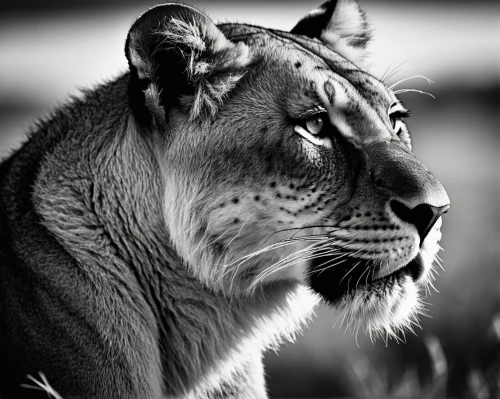 panthera leo,lioness,african lion,grayscale,lionesses,male lion,female lion,lion,king of the jungle,lion white,regard,big cat,great puma,big cats,felidae,lion - feline,white tiger,liger,white lion,masai lion,Photography,Fashion Photography,Fashion Photography 15