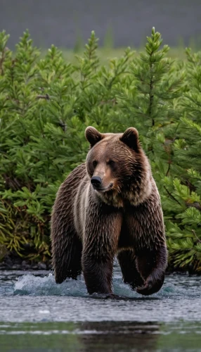 kodiak bear,brown bear,bear kamchatka,brown bears,grizzly bear,grizzly cub,bear guardian,nordic bear,great bear,cute bear,kodiak,bear cub,alaska,grizzly,perched on a log,bear market,cub,bear cubs,bear,cuddling bear,Illustration,Black and White,Black and White 24