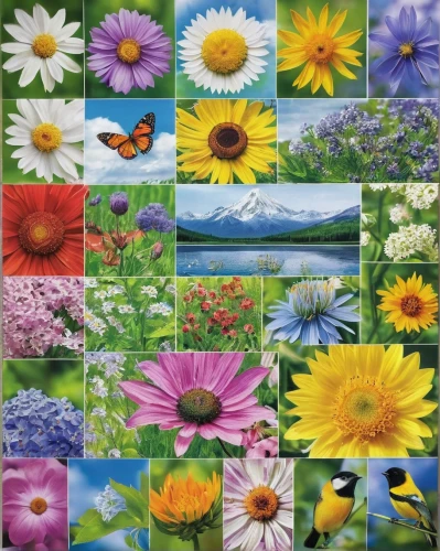 blanket of flowers,flower blanket,flowers png,floral greeting card,flower painting,flower background,flowers fabric,flower wall en,flower fabric,flower art,barberton daisies,flowers pattern,flower strips,jigsaw puzzle,blotter,osteospermum,african daisies,flower carpet,blanket flowers,scrapbook flowers,Photography,Documentary Photography,Documentary Photography 22