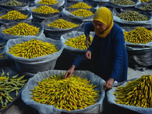 picking vegetables in early spring,yellow peppers,vegetable market,dried bananas,harvested fruit,pigeon pea,fruit market,market vegetables,green soybeans,spice market,yellow pepper,turkestan tulip,collecting nut fruit,chilli pods,dry fruit,cape goose berries,female worker,cereal cultivation,marrakech,xinjiang,Illustration,Retro,Retro 26