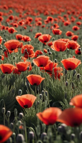 poppy fields,poppy field,field of poppies,red poppies,poppy flowers,coquelicot,poppies,red poppy,anemone de caen,red anemones,field of flowers,remembrance day,poppy family,flower field,blanket of flowers,poppies in the field drain,klatschmohn,red poppy on railway,anemone japan,red anemone,Photography,General,Sci-Fi