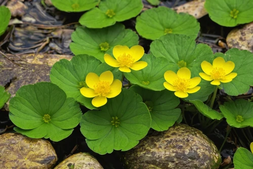 marsh marigolds,winter aconite,marsh marigold,nuphar lutea,lotus corniculatus,trollius download,lesser celandine,redwood sorrel,trollius of the community,ranunculus asiaticus,cinquefoil,anemone sylvestris,yellow anemone,oxalis,upright yellow sorrel,boissonneaua flavescens,oxalis deppei iron cross,narrow-leaved sundrops,adonis amurensis,oxalis iron cross,Photography,Documentary Photography,Documentary Photography 10