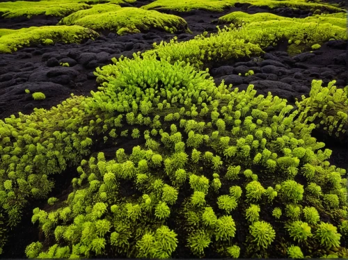 forest moss,tree moss,moss saxifrage,goldmoss stonecrop,moss,liverwort,antarctic flora,lava plain,bush florets,volcanic landscape,stony coral,caulerpa,volcanic field,solidified lava,groundcover,forest plant,aaa,ground cover,teide national park,volcanic rock,Photography,Black and white photography,Black and White Photography 13