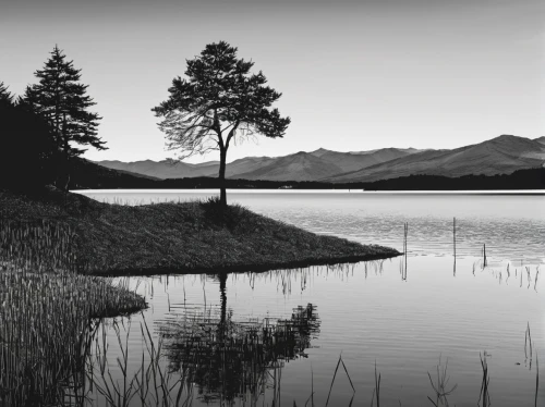 loch drunkie,trossachs national park - dunblane,loch,lake tanuki,loch venachar,lone tree,lago grey,lake forggensee,tarn,monochrome photography,eibsee,isolated tree,hintersee,lake district,lake terchin,federsee,stabyhoun,antorno lake,loch linnhe,the chubu sangaku national park,Illustration,Black and White,Black and White 16