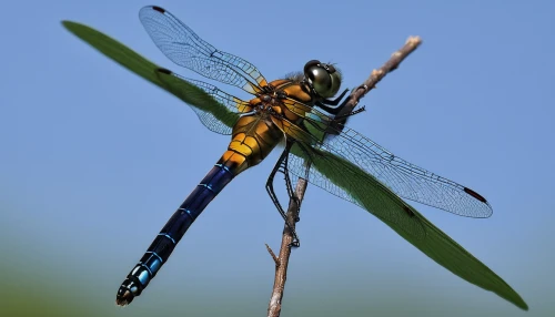 dragonflies and damseflies,dragon-fly,spring dragonfly,hawker dragonflies,dragonfly,trithemis annulata,gonepteryx cleopatra,dragonflies,aix galericulata,damselfly,dolichopodidae,coenagrion,male,male portrait,oecanthidae,green-tailed emerald,herbstannemone,limnephilidae,talpidae,procyonidae,Illustration,Japanese style,Japanese Style 21
