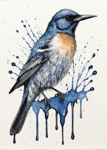 bird painting,watercolor bird,tickell's blue flycatcher,bird drawing,bird illustration,western bluebird,bluejay,watercolour red robin,blue wren,scrub jay,blue bird,eastern bluebird,watercolor painting,butcherbird,bluebird,blue painting,blue jay,blue birds and blossom,watercolor blue,europeon pied fly catcher,Illustration,Black and White,Black and White 34