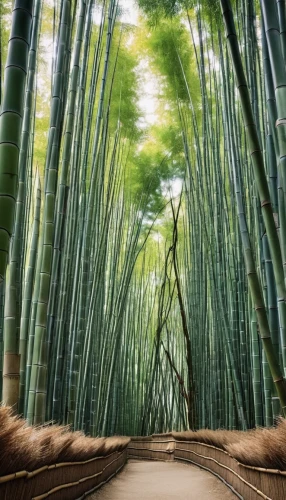 bamboo forest,hawaii bamboo,bamboo,bamboo curtain,bamboo plants,arashiyama,bamboo frame,meiji jingu,japan landscape,kyoto,bamboo shoot,japanese waves,the japanese tree,palm leaf,japanese zen garden,tunnel of plants,the way of nature,silk tree,plant tunnel,bamboo scissors,Illustration,Realistic Fantasy,Realistic Fantasy 42