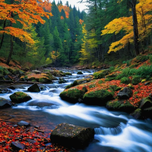 autumn forest,autumn scenery,autumn in japan,colors of autumn,autumn landscape,autumn background,fall landscape,mountain stream,autumn idyll,germany forest,autumn colors,river landscape,flowing creek,autumn mountains,mountain river,fall foliage,northern black forest,nature landscape,flowing water,splendid colors,Illustration,American Style,American Style 03