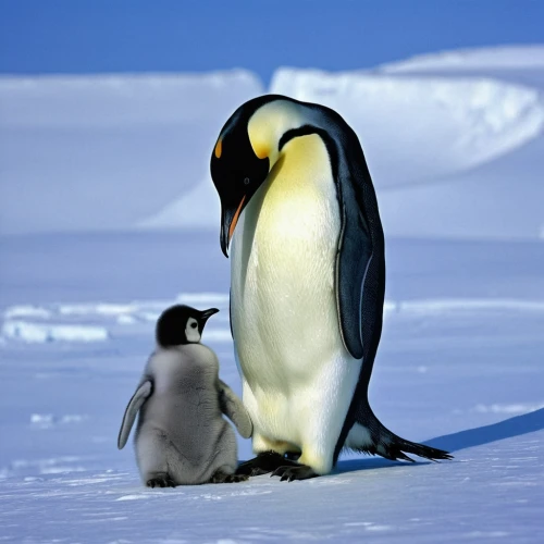 emperor penguin,penguin couple,emperor penguins,king penguin,chinstrap penguin,penguin chick,penguin baby,baby-penguin,gentoo,young penguin,antarctic,antarctic bird,king penguins,baby penguin,antartica,arctic penguin,big penguin,gentoo penguin,dwarf penguin,antarctica,Conceptual Art,Sci-Fi,Sci-Fi 19