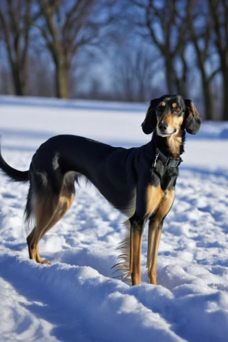 austrian pinscher,german pinscher,black and tan coonhound,entlebucher mountain dog,austrian black and tan hound,english coonhound,treeing walker coonhound,estonian hound,miniature pinscher,black and tan terrier,coonhound,manchester terrier,bavarian mountain hound,finnish hound,bluetick coonhound,pinscher,toy manchester terrier,greater swiss mountain dog,mixed breed dog,alpine dachsbracke,Photography,Black and white photography,Black and White Photography 03