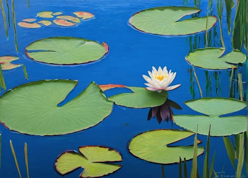 lotus on pond,water lilies,waterlily,pond flower,water lotus,lotuses,water lilly,white water lilies,water lily,lily pond,lilly pond,lotus pond,lily pad,flower of water-lily,lotus flowers,lily pads,lily water,large water lily,nimphaea,flower painting,Illustration,Realistic Fantasy,Realistic Fantasy 12