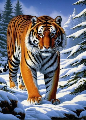 siberian tiger,a tiger,bengal tiger,tiger png,the amur adonis,tiger,chestnut tiger,winter animals,amurtiger,tigers,asian tiger,amur adonis,tigerle,young tiger,bengal,sumatran tiger,type royal tiger,snow scene,bengalenuhu,toyger,Conceptual Art,Daily,Daily 33