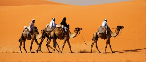 dromedaries,camels,camel caravan,camel train,arabian camel,shadow camel,libyan desert,male camel,camelride,dromedary,namib,arabian horses,two-humped camel,camel,merzouga,sahara desert,sahara,namib desert,camelid,desert safari dubai,Illustration,Realistic Fantasy,Realistic Fantasy 18