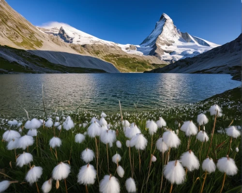 zermatt,the valley of flowers,alpine flowers,edelweiss,alpine lake,matterhorn,matterhorn-gotthard-bahn,eiger,alpine flower,swiss alps,eiger mountain,glacial lake,eastern switzerland,bachalpsee,switzerland chf,valais,bernese alps,switzerland,alpine region,lilly of the valley,Illustration,Paper based,Paper Based 02